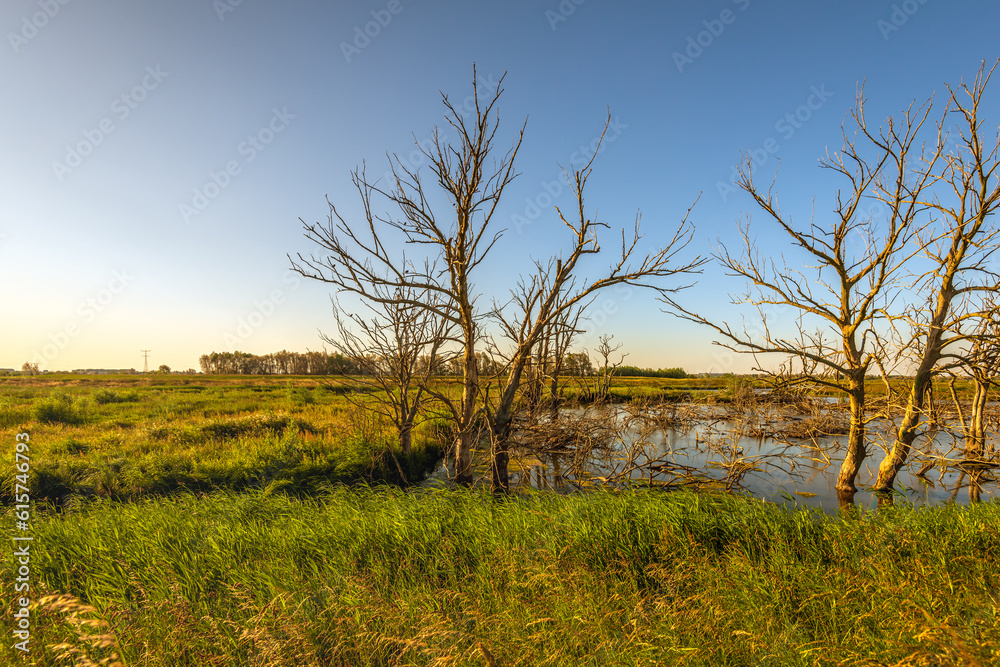 Dead trees in the water of a Dutch nature reserve. The photo was taken at the end of a sunny spring evening.