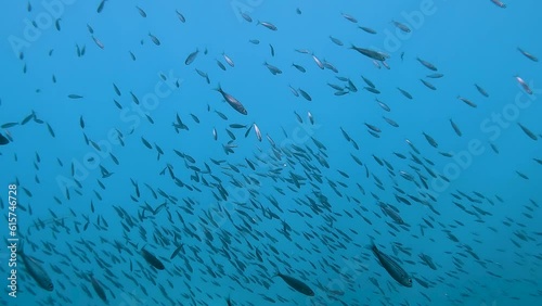big school of little silver fishes and chromis swimming in the blue photo