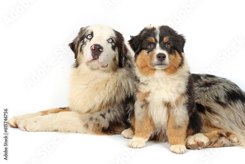 adult and puppy australian shepherd isolated on white 