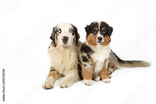 adult and puppy australian shepherd isolated on white 