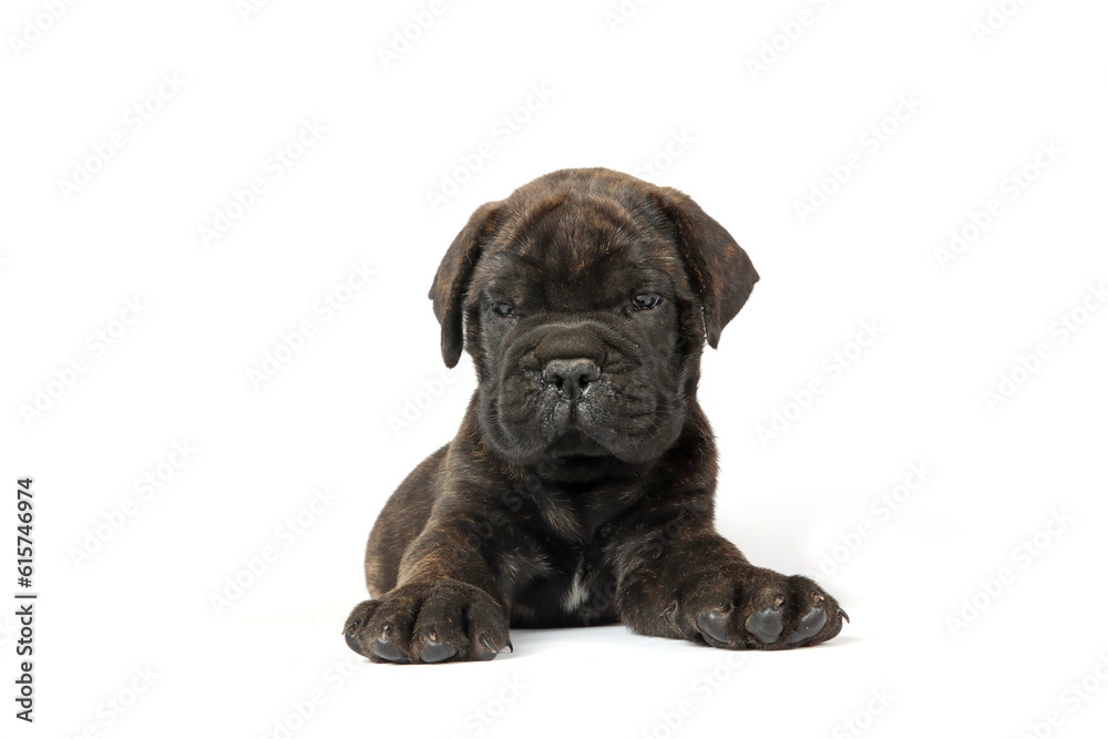 lying puppy bullmastiff isolated on white background lying puppy bullmastiff isolated on white background