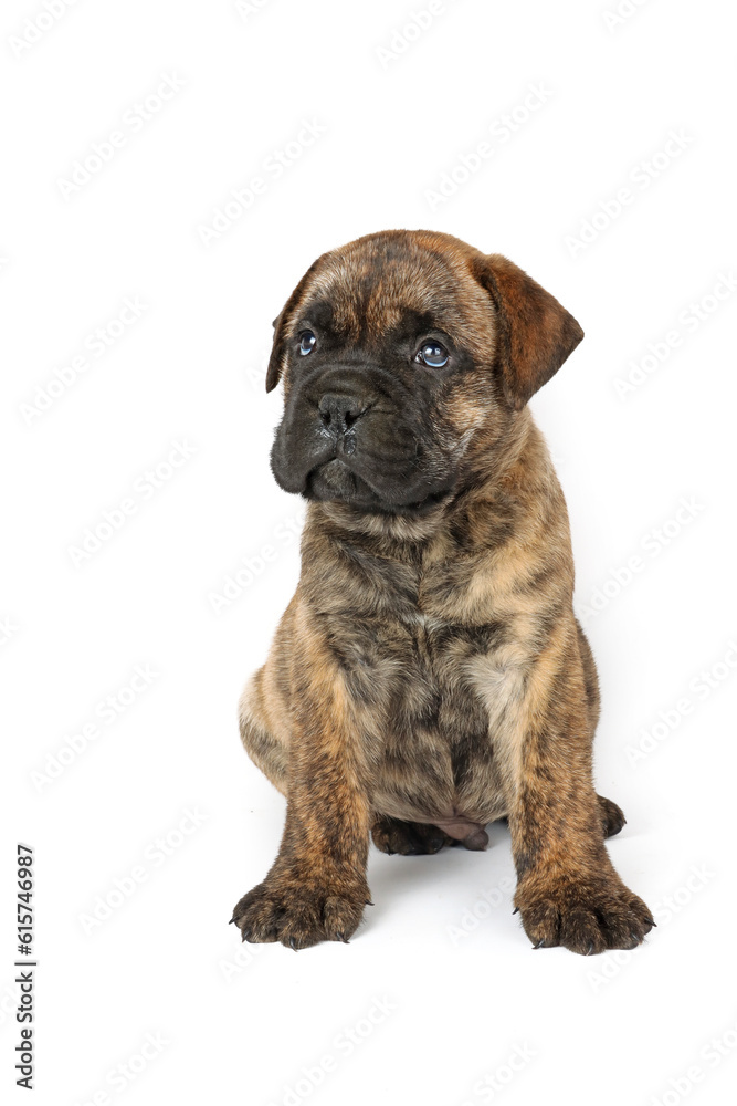 bullmastiff puppy sitting on white background bullmastiff puppy sitting on white background