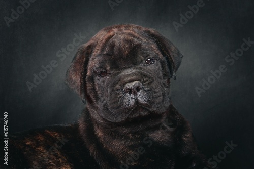 portrait of bullmastiff puppy on studio 