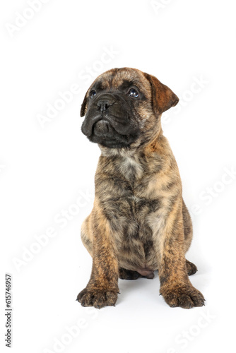 bullmastiff puppy sitting on white background 