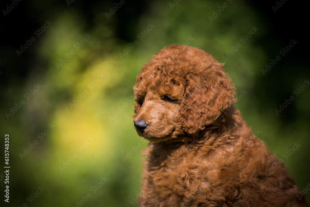 Beautiful red poodle in the colorful background. Dog in action. standart poodle outside	
