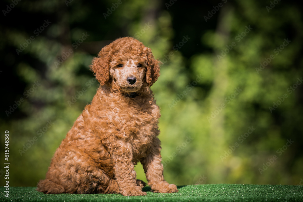 Poodle babies in kennel. miniature poodle puppy.. Dwarf poodle
Poodle babies in kennel. miniature poodle puppy.. Dwarf poodle