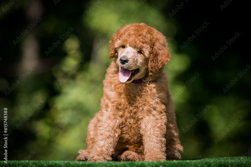 Beautiful red poodle in the colorful background. Dog in action. Toy poodle outside	
