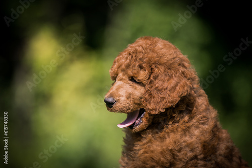 Beautiful red poodle in the colorful background. Dog in action. Toy poodle outside 