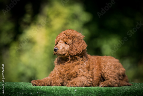 Poodle babies in kennel. miniature poodle puppy.. Dwarf poodle 