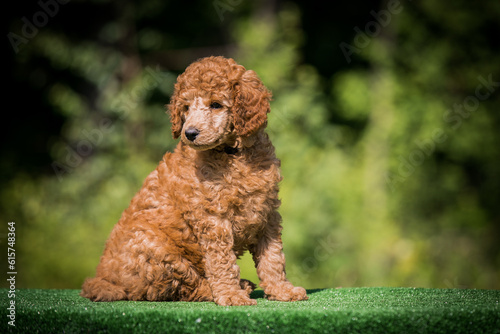 Poodle babies in kennel. miniature poodle puppy.. Dwarf poodle 