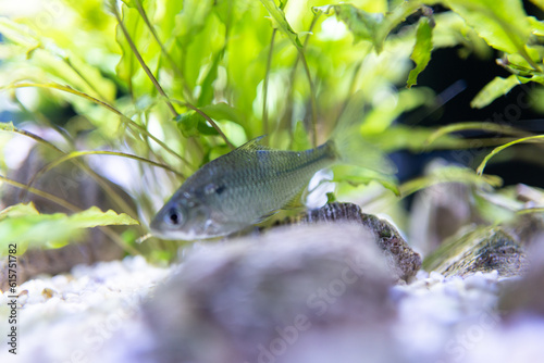 Fototapeta Naklejka Na Ścianę i Meble -  fish in the aquarium