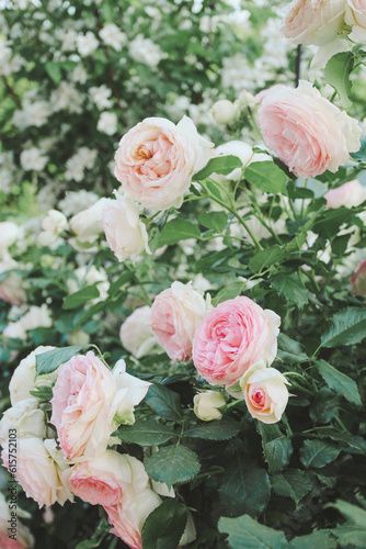 Rose bush in the summer garden © khudoliy