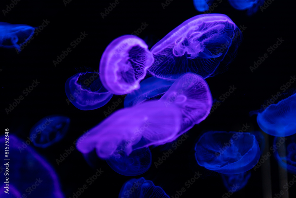 jellyfish in aquarium jellyfish in aquarium