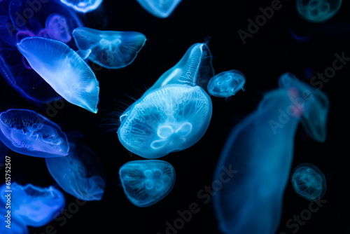 jellyfish in aquarium