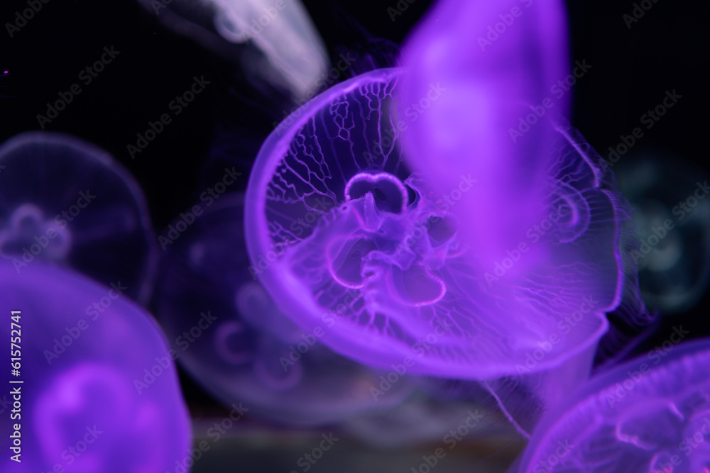 jellyfish in aquarium jellyfish in aquarium