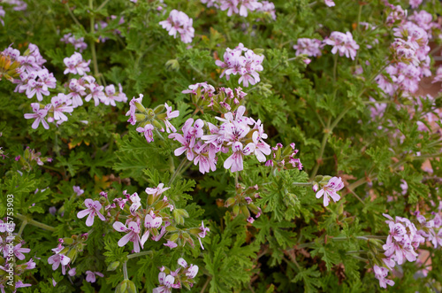 Pelargonium graveolens purple flowers