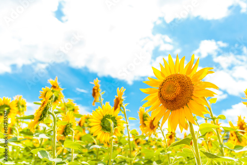 晴天のひまわり畑