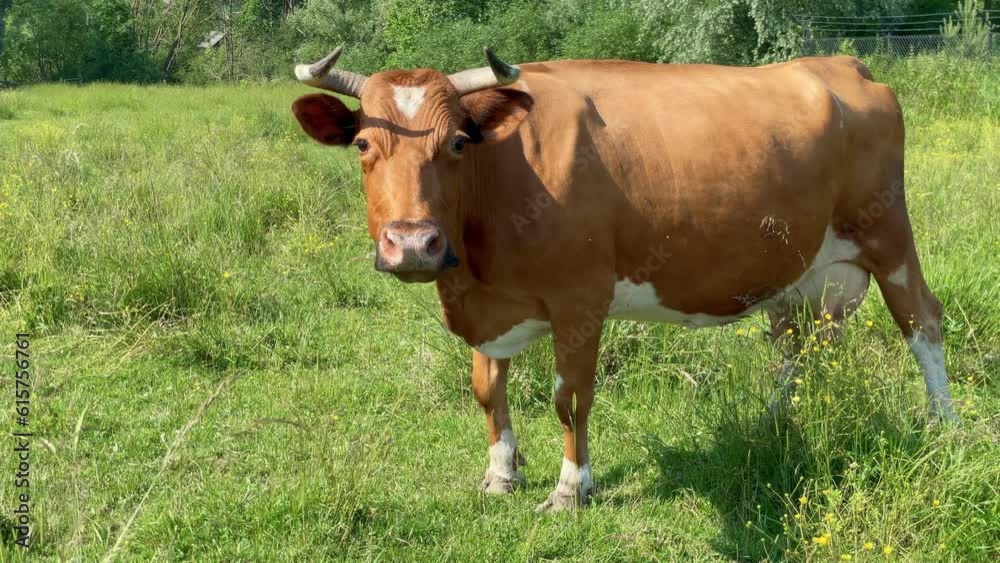 The red cow looking into camera and sniffing it. Cow grazing on the green meadow in a sunny day. Farming concept
