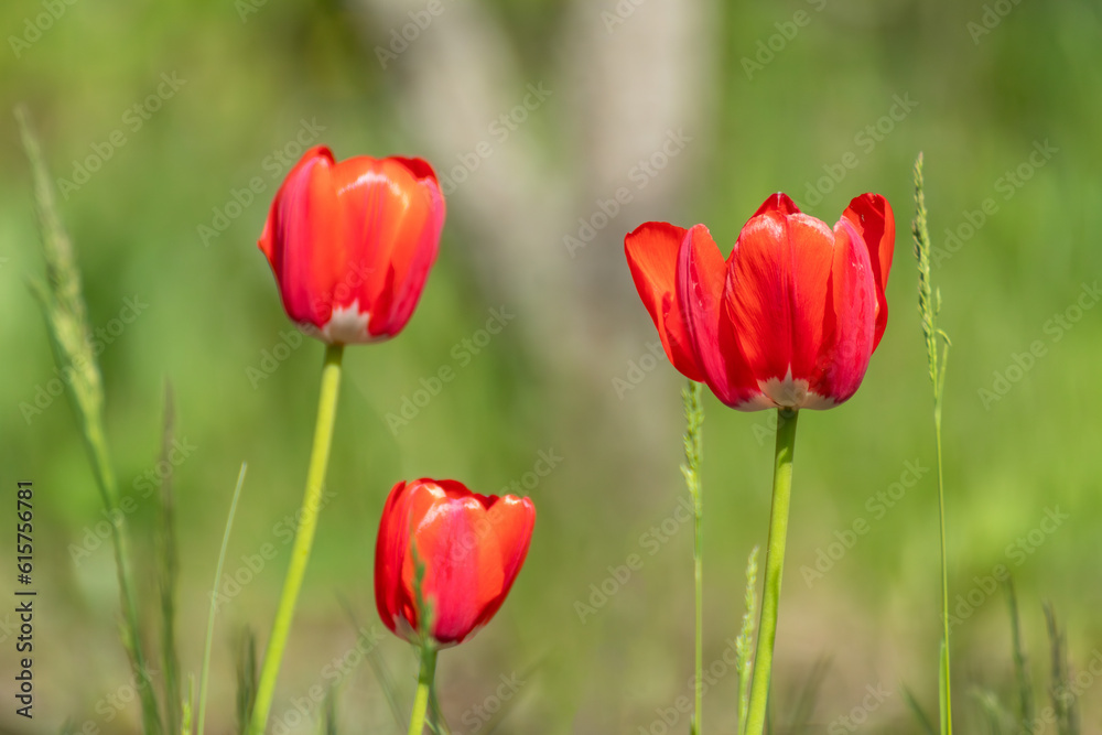 Red tulips sunny blossom close-up, spring flowers bloom with blurred green meadow bokeh background. Romantic botany foliage with selective focus