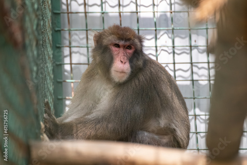 Macaque monkey behind metal fence and looking forward in zoo close-up sad portrait with blurred background © Kathrine Andi