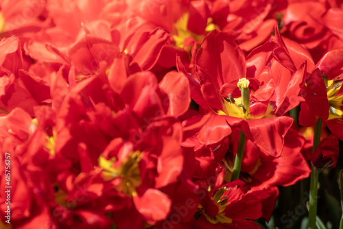 Red decorative tulip flowers blooming close-up  sunny spring flowerbed with selective focus