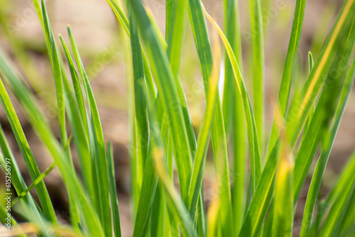 Green grass close-up with blurred background. Natural fresh sunny shining lawn background. Vibrant spring nature pattern