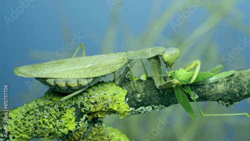 Large female green praying mantis greedily eating green grasshopper sitting on tree branch covered with lichen. Transcaucasian tree mantis (Hierodula transcaucasica)