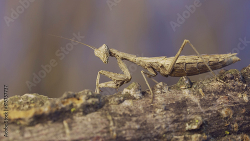 The female praying mantis sits on tree branch masquerading against its background and turns its head looking around. Crimean praying mantis (Ameles heldreichi)