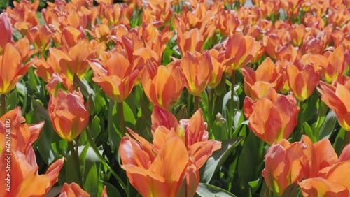 a close up shot of orange tulips at kuekenhof gardens near amsterdam, netherlands photo
