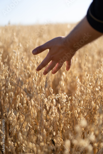 Hand over wheat field: A gentle touch bridges the gap between a hand and a golden wheat field, evoking a sense of connection and harmony.