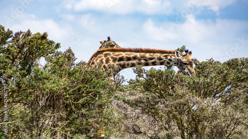 Giraffe feeding on tree tops Naivasha, Kenya.