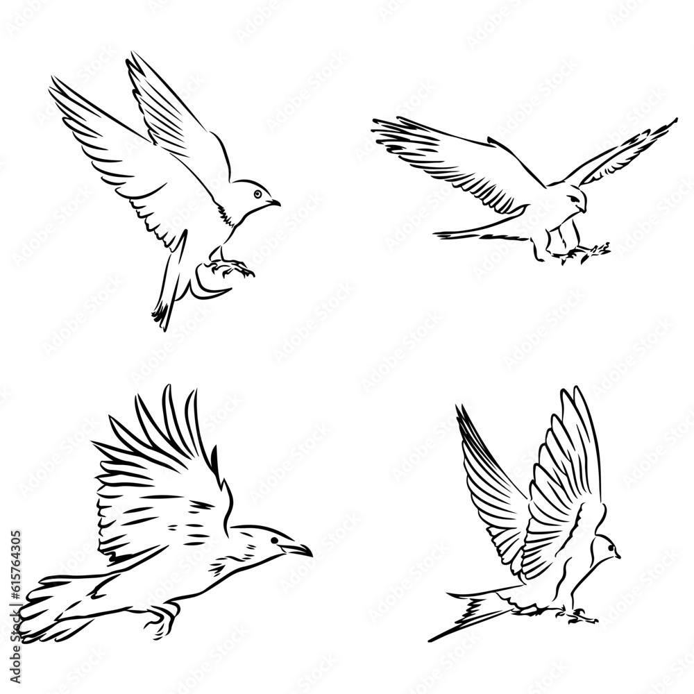 Obraz premium collection of birds