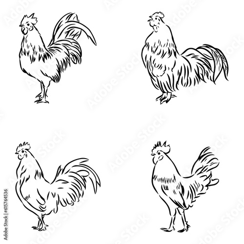 rooster and hen