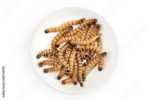 Worms larvae zophobas in ceramic bowl isolated on white background. Food for exotic animals. Top view. Flat lay