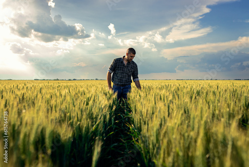 Young farmer walking in a green wheat field examining crop.