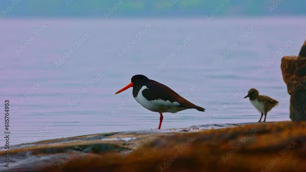 Haematopus ostralegus Eurasian Oystercatcher Haematopus ostralegus Eurasian Oystercatcher