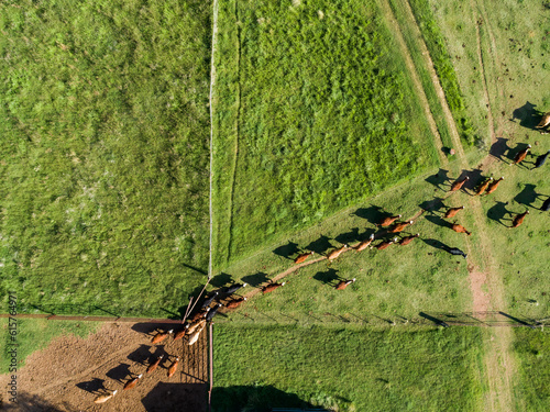 Overhead aerial view of cattle herd leaving yards into green farm paddock