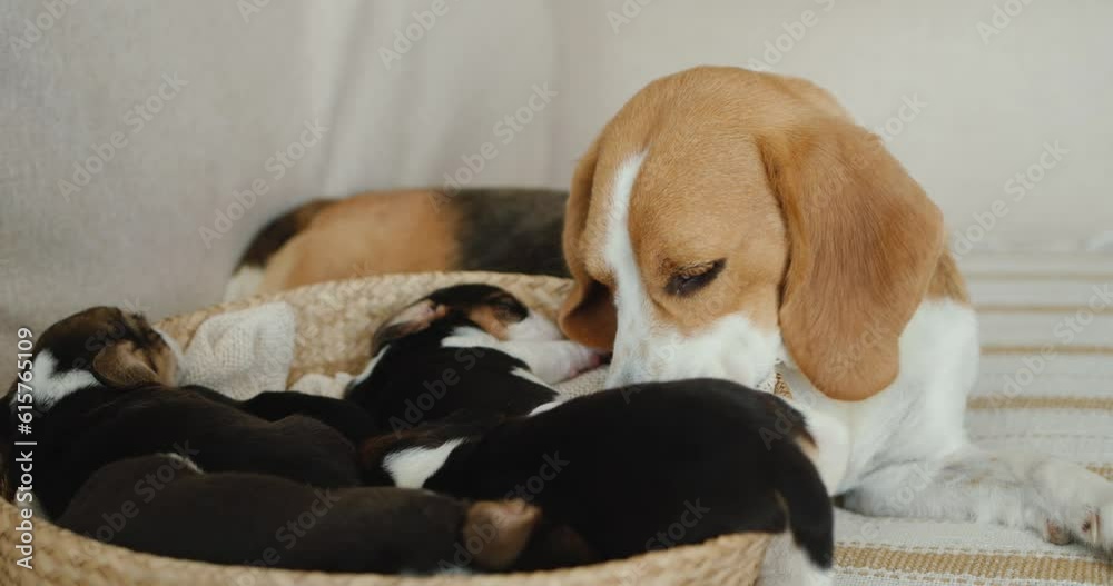 A cute female beagle lies next to a basket of puppies. A cute female beagle lies next to a basket of puppies.
