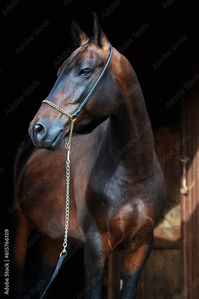 Obraz premium art portrait of beautiful bay Akhalteke stallion against black background near enter door.
