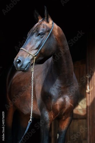 art portrait of beautiful bay Akhalteke stallion against black background near enter door.