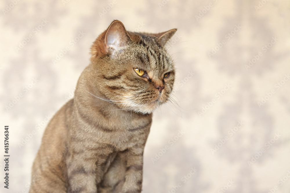 Trimmed Scottish cat close-up, cute cat with a haircut Trimmed Scottish cat close-up, cute cat with a haircut