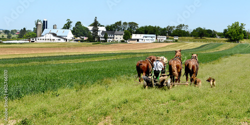 Fotografie horses and dogs  in the field helping farmers to plough or to grow crop, Amish c