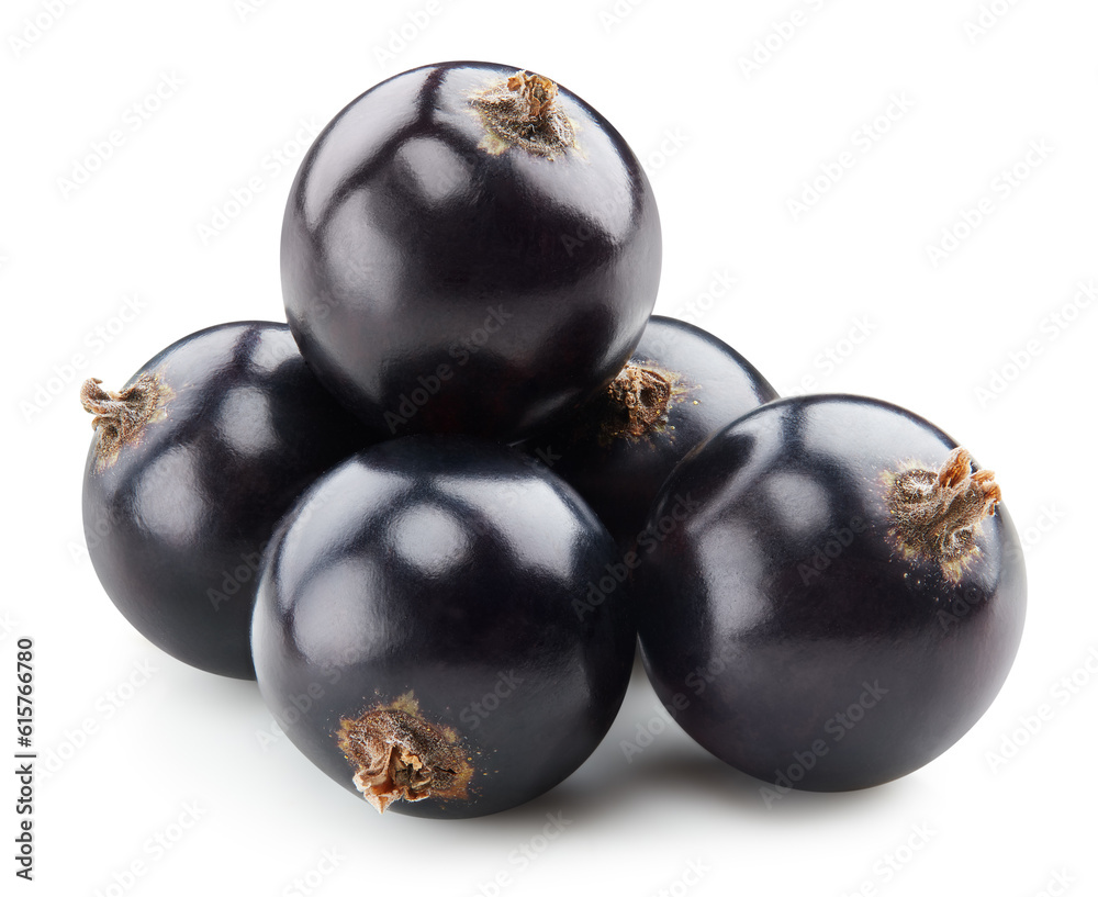 Black currant isolated Black currant isolated