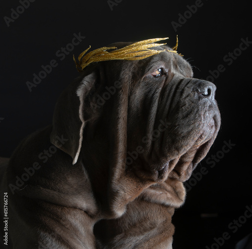 Napolitan mastiff with a caesar´s crown