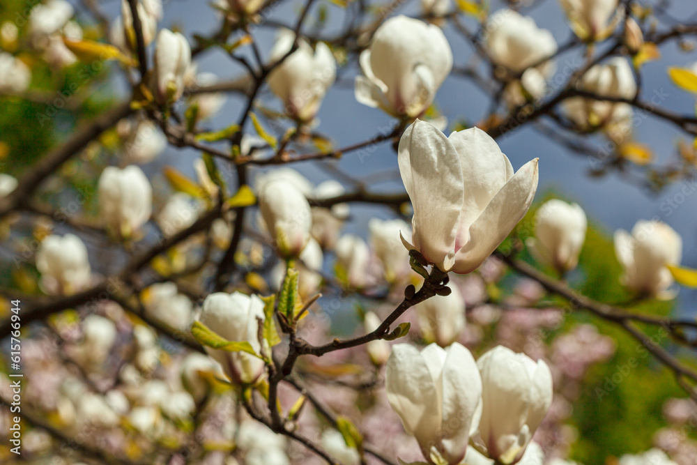 beautiful magnolia bloom against the blue sky beautiful magnolia bloom against the blue sky