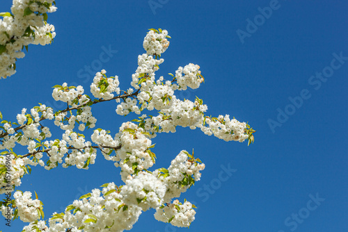 sakura blossom  sakura branches against the blue sky close-up