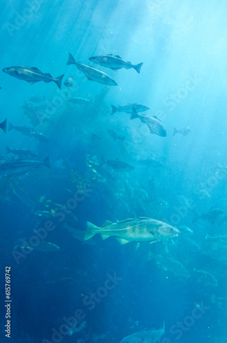 Atlantic Sea Park in Alesund - Norway
