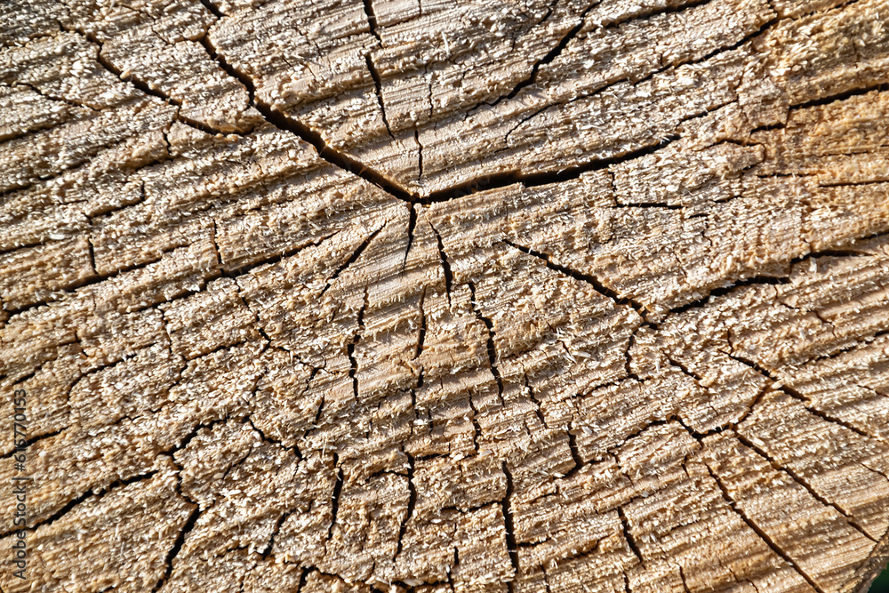 the texture of a sawn tree the texture of a sawn tree