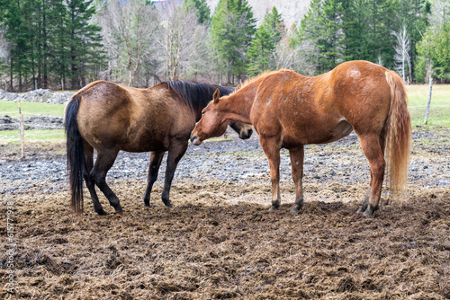 Two dirty quarter horses in a field