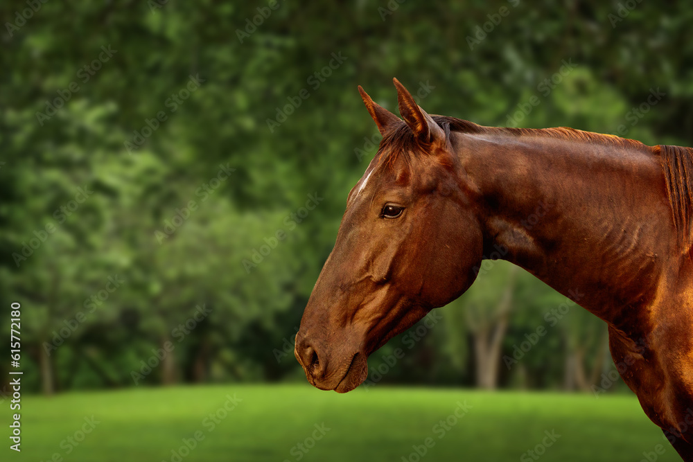 portrait of a brown horse on the background of a green summer park.